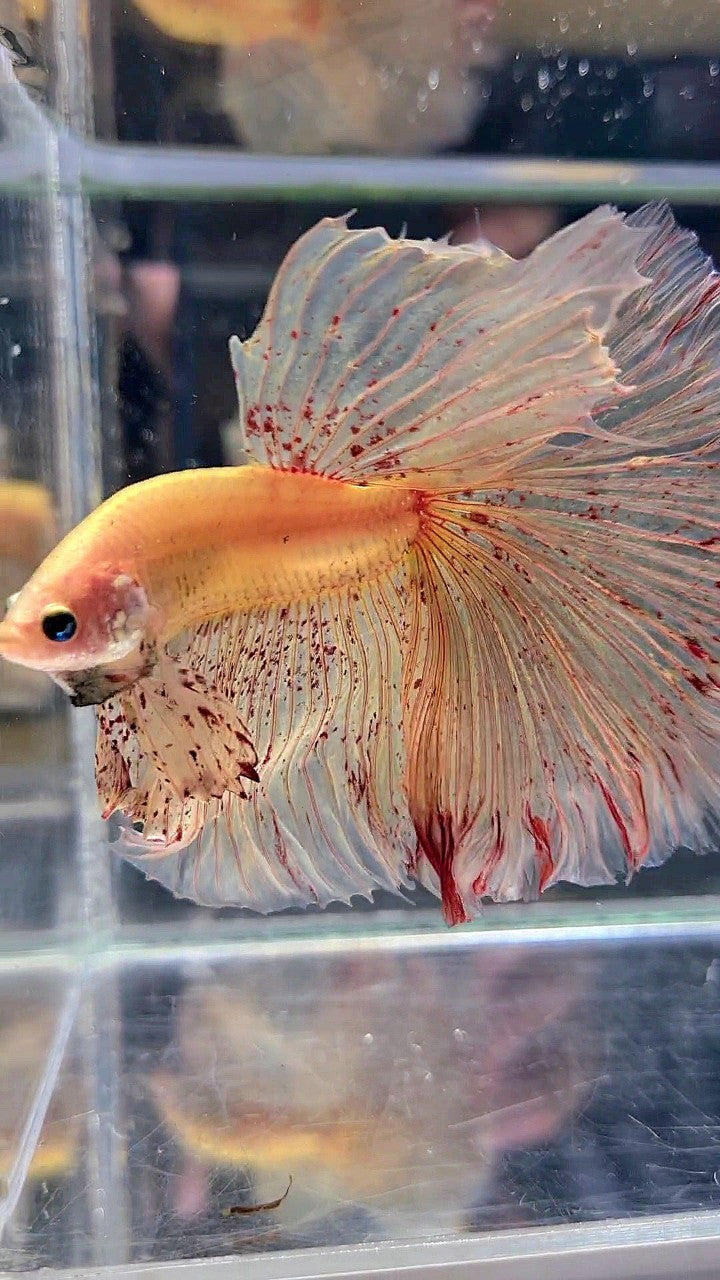 LUXURY XL HALFMOON OVERTAIL ROSETAIL YELLOW VANDA BETTA FISH