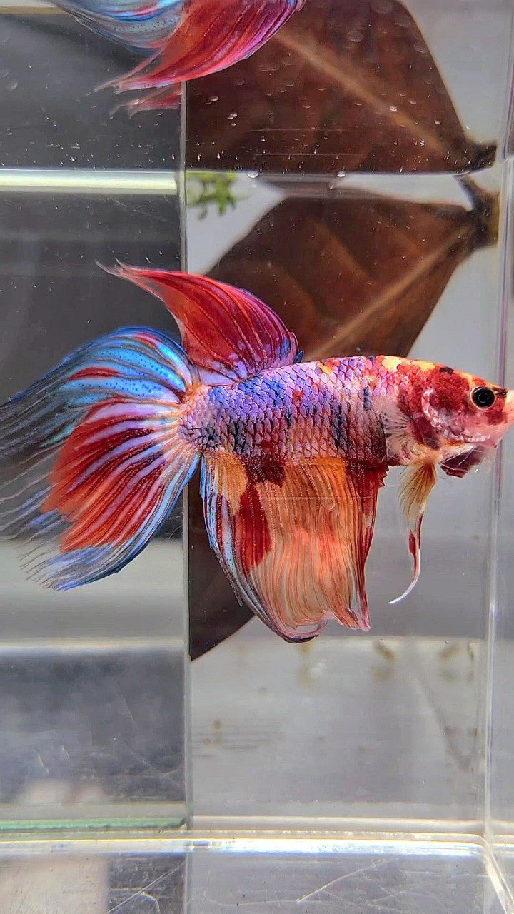 XL VEILTAIL DELTA CANDY NEMO MULTICOLOR BETTA FISH