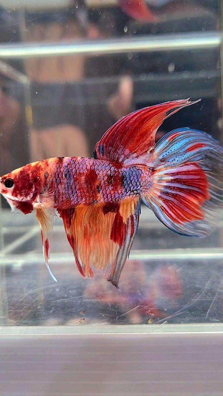 XL VEILTAIL DELTA CANDY NEMO MULTICOLOR BETTA FISH