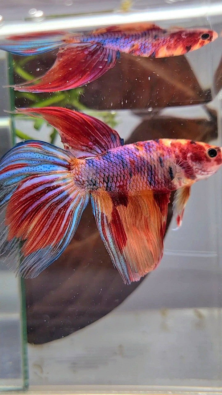 XL VEILTAIL DELTA CANDY NEMO MULTICOLOR BETTA FISH