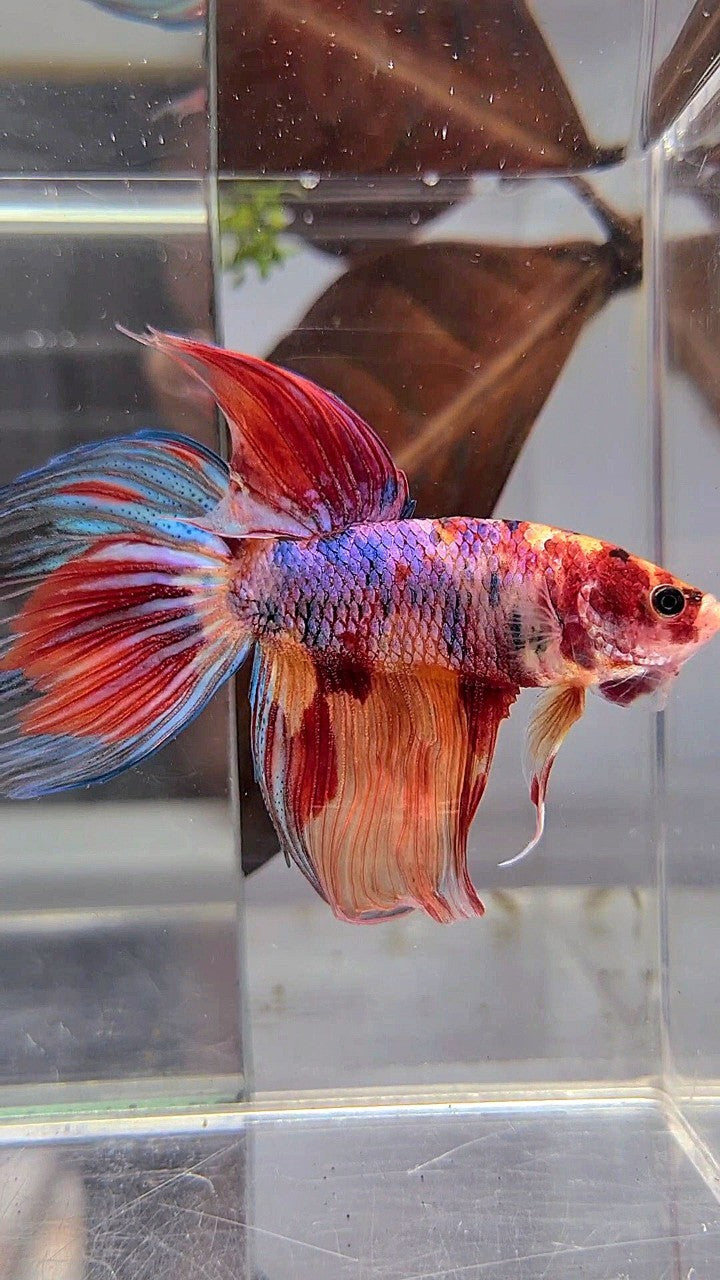 XL VEILTAIL DELTA CANDY NEMO MULTICOLOR BETTA FISH