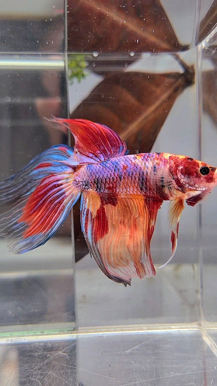 XL VEILTAIL DELTA CANDY NEMO MULTICOLOR BETTA FISH