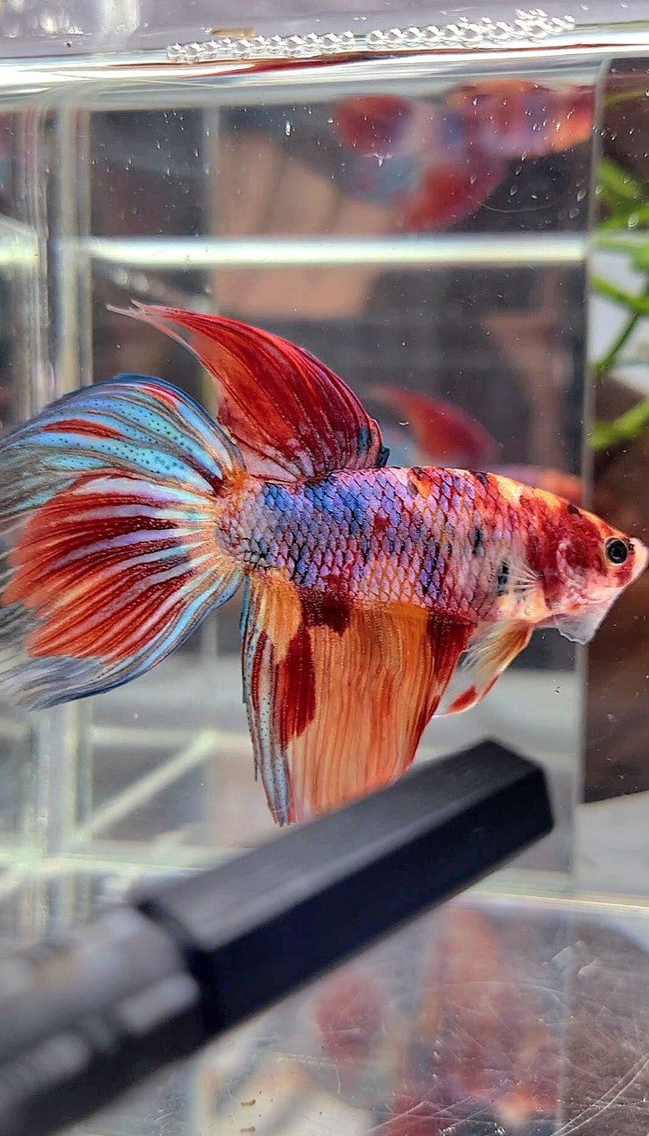 XL VEILTAIL DELTA CANDY NEMO MULTICOLOR BETTA FISH