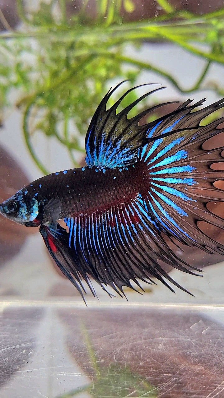 LUXURY CROWNTAIL BLACK GALAXY AVATAR BLUE BETTA FISH