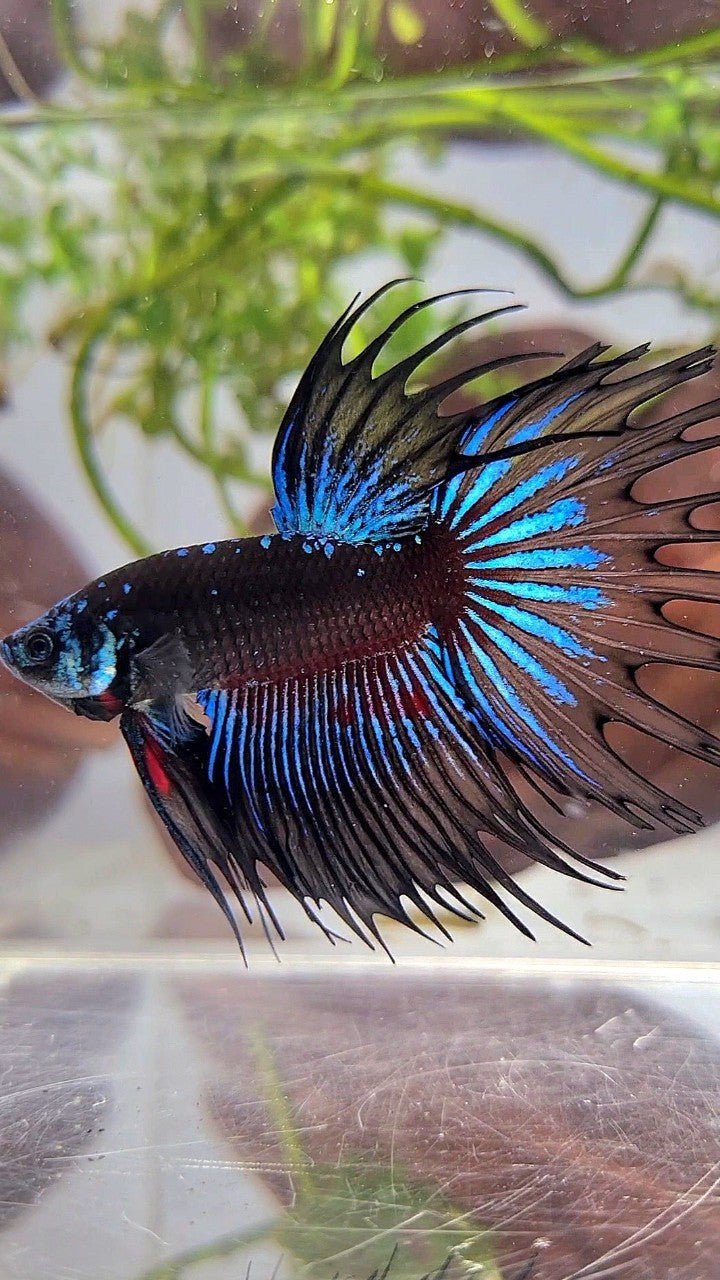 LUXURY CROWNTAIL BLACK GALAXY AVATAR BLUE BETTA FISH