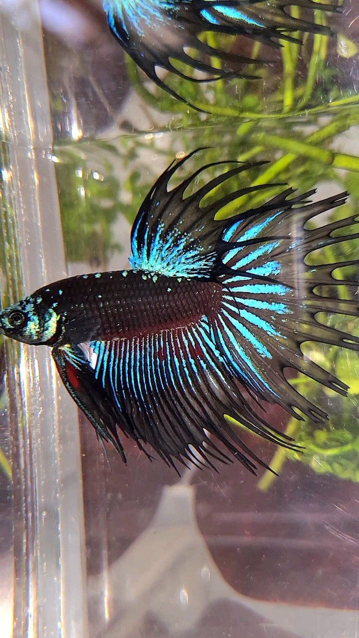 LUXURY CROWNTAIL BLACK GALAXY AVATAR BLUE BETTA FISH