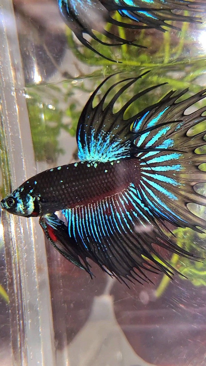 LUXURY CROWNTAIL BLACK GALAXY AVATAR BLUE BETTA FISH