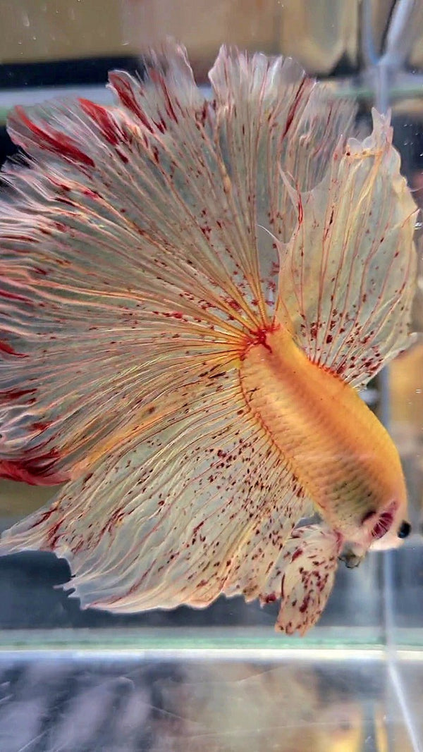 Vanda Color Betta LUXURY XL HALFMOON OVERTAIL ROSETAIL YELLOW VANDA BETTA FISH – Rare ...