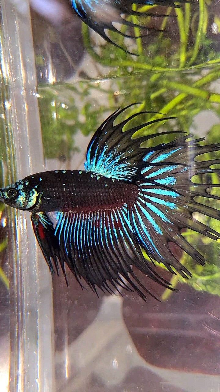 LUXURY CROWNTAIL BLACK GALAXY AVATAR BLUE BETTA FISH