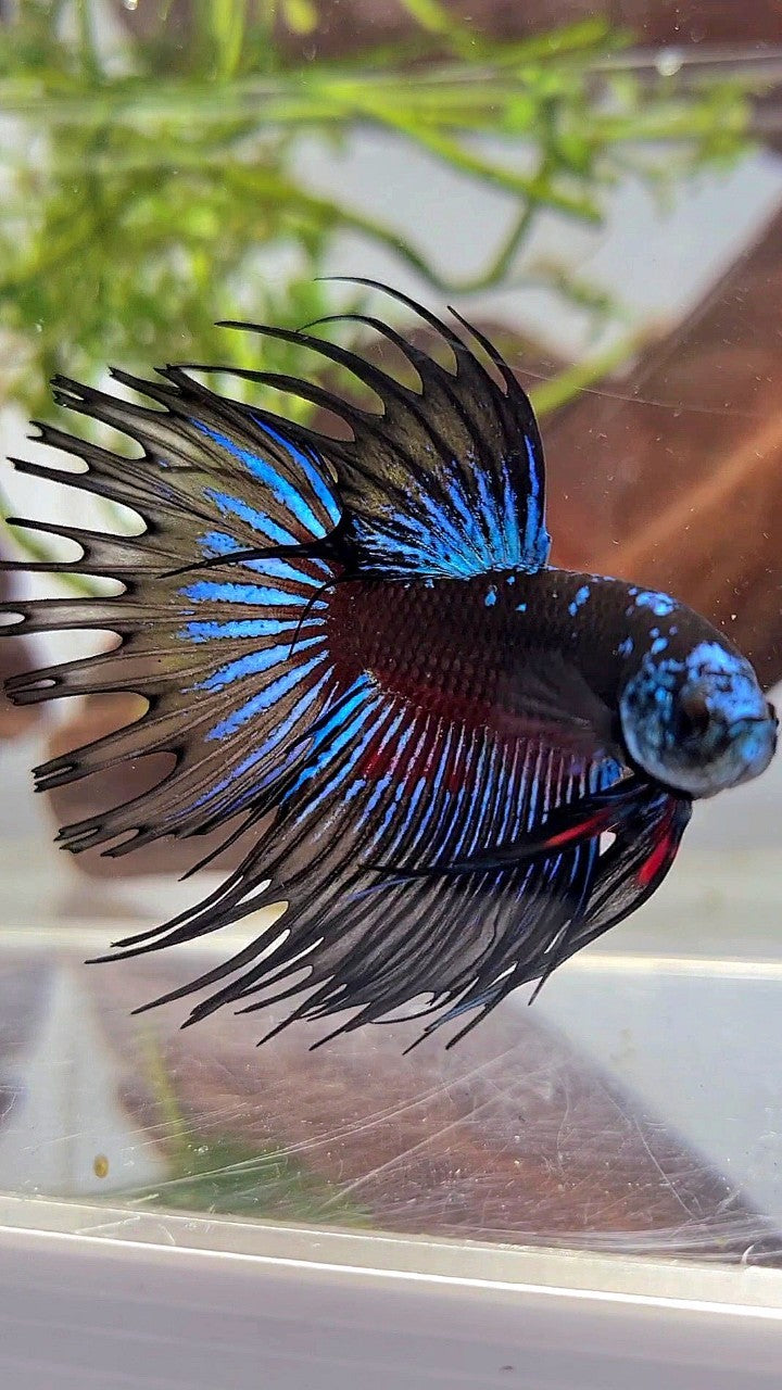 LUXURY CROWNTAIL BLACK GALAXY AVATAR BLUE BETTA FISH