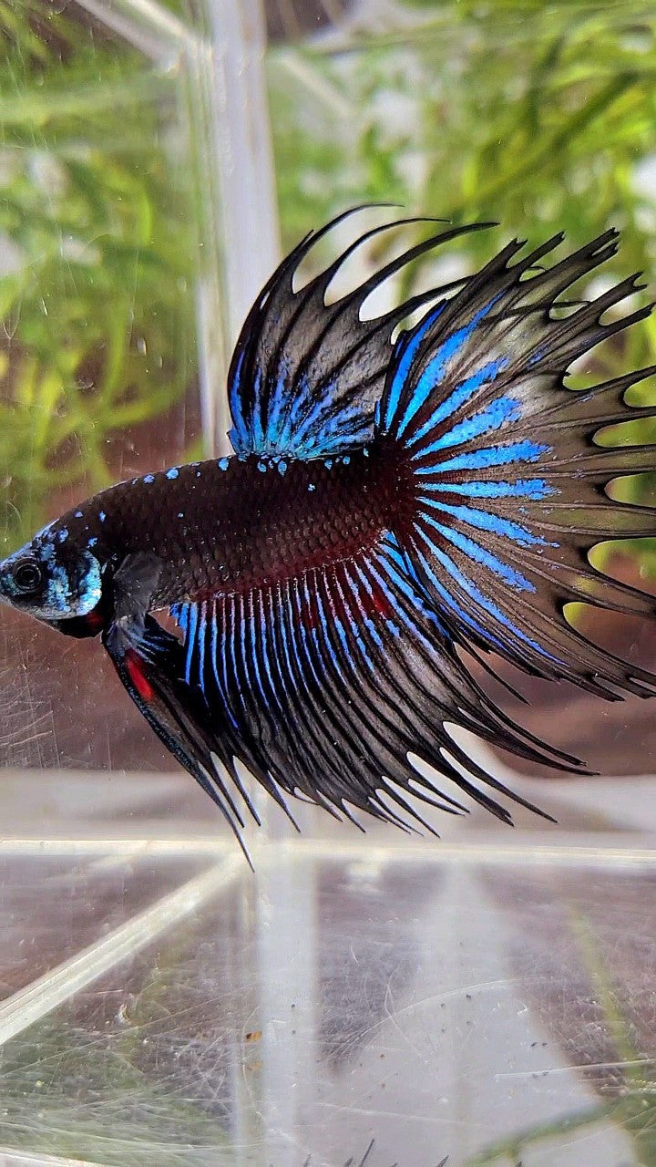 LUXURY CROWNTAIL BLACK GALAXY AVATAR BLUE BETTA FISH