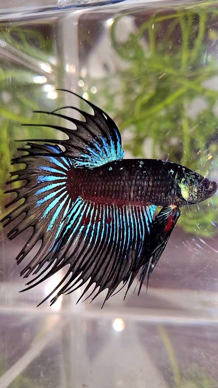 LUXURY CROWNTAIL BLACK GALAXY AVATAR BLUE BETTA FISH