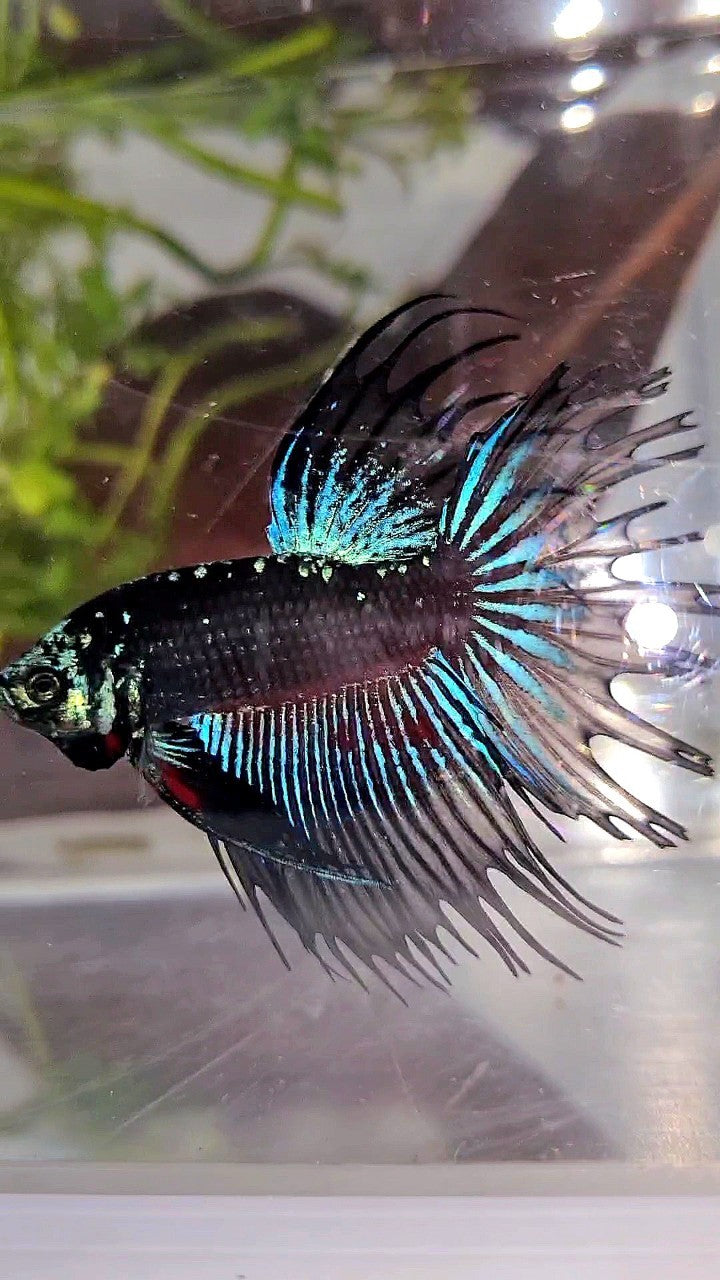 LUXURY CROWNTAIL BLACK GALAXY AVATAR BLUE BETTA FISH