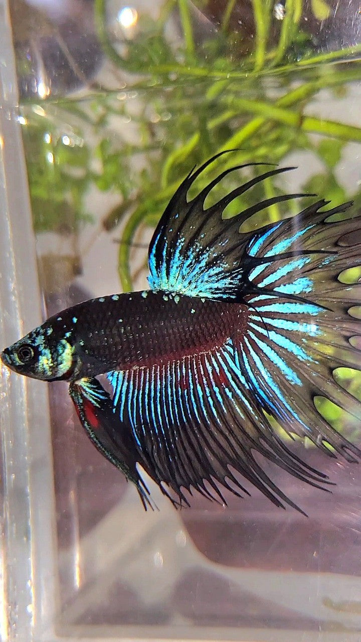 LUXURY CROWNTAIL BLACK GALAXY AVATAR BLUE BETTA FISH