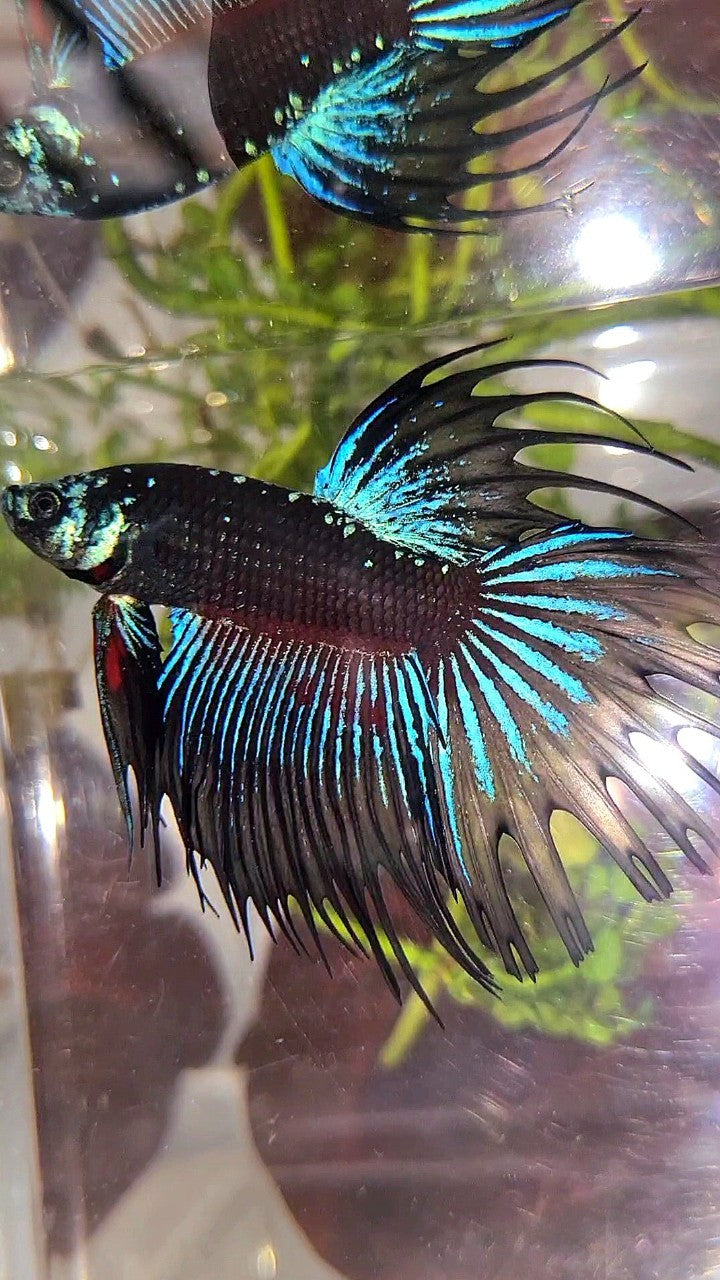 LUXURY CROWNTAIL BLACK GALAXY AVATAR BLUE BETTA FISH