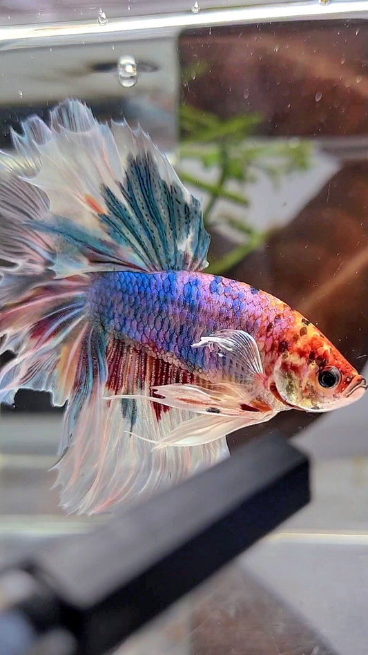 XL HALFMOON BIG EAR ROSETAIL FANCY CANDY MULTICOLOR BETTA FISH