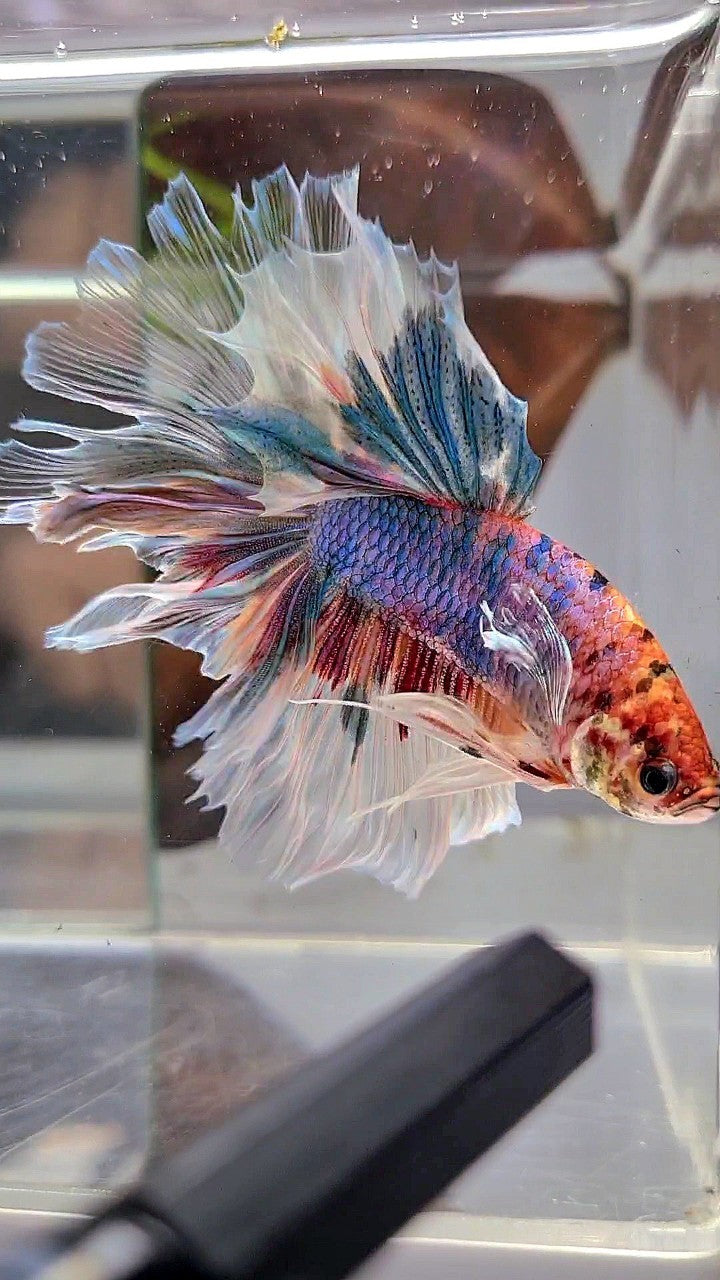 XL HALFMOON BIG EAR ROSETAIL FANCY CANDY MULTICOLOR BETTA FISH