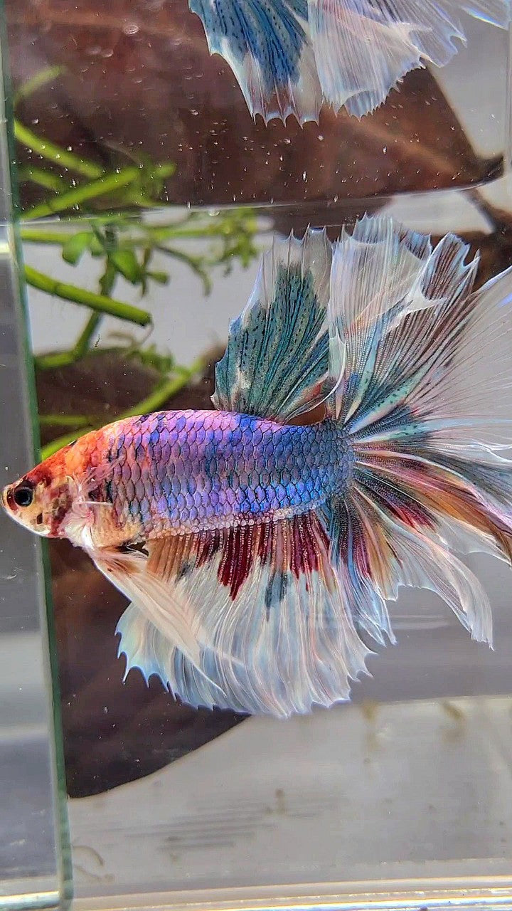 XL HALFMOON BIG EAR ROSETAIL FANCY CANDY MULTICOLOR BETTA FISH