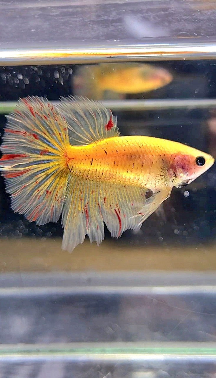 LUXURY XL FEMALE HALFMOON OVERTAIL ROSETAIL YELLOW VANDA BETTA FISH