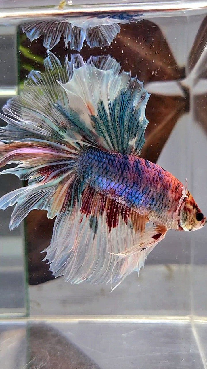 XL HALFMOON BIG EAR ROSETAIL FANCY CANDY MULTICOLOR BETTA FISH