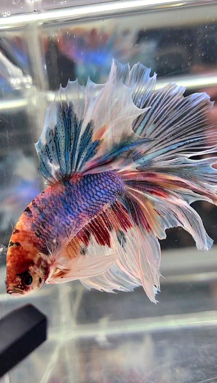 XL HALFMOON BIG EAR ROSETAIL FANCY CANDY MULTICOLOR BETTA FISH