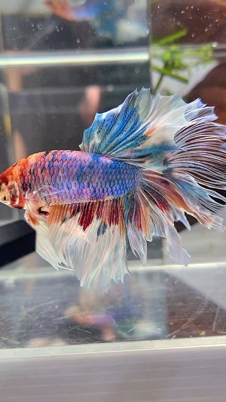 XL HALFMOON BIG EAR ROSETAIL FANCY CANDY MULTICOLOR BETTA FISH