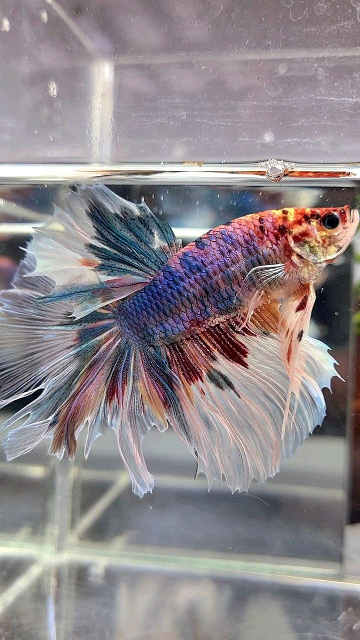 XL HALFMOON BIG EAR ROSETAIL FANCY CANDY MULTICOLOR BETTA FISH