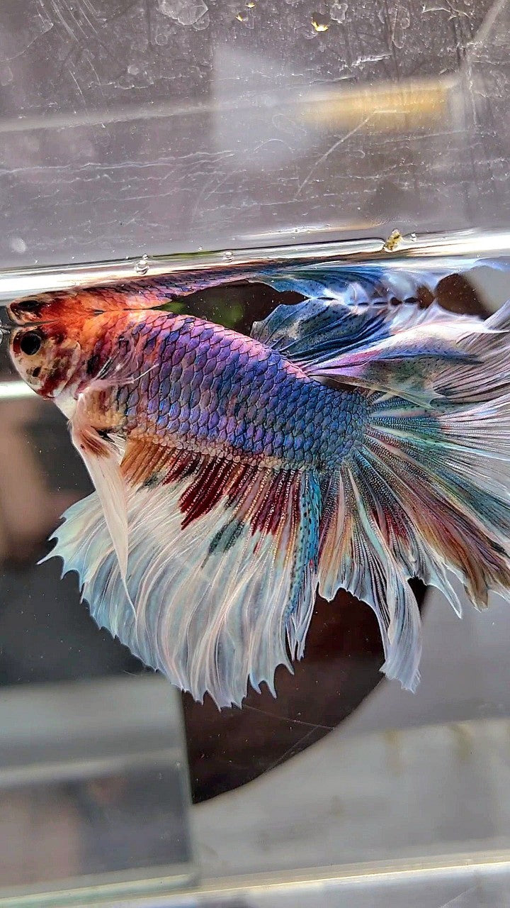 XL HALFMOON BIG EAR ROSETAIL FANCY CANDY MULTICOLOR BETTA FISH