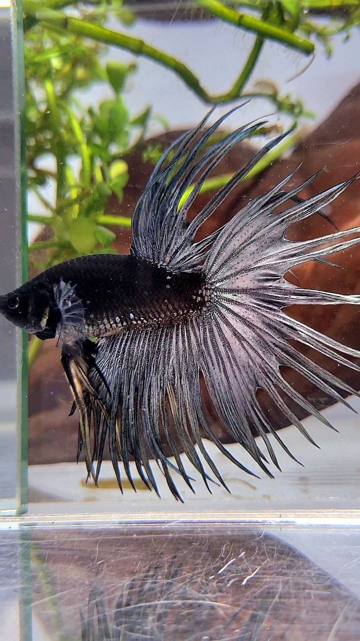 LUXURY CROWNTAIL AVATAR BLACK GALAXY COPPER YELLOW WASH BETTA FISH