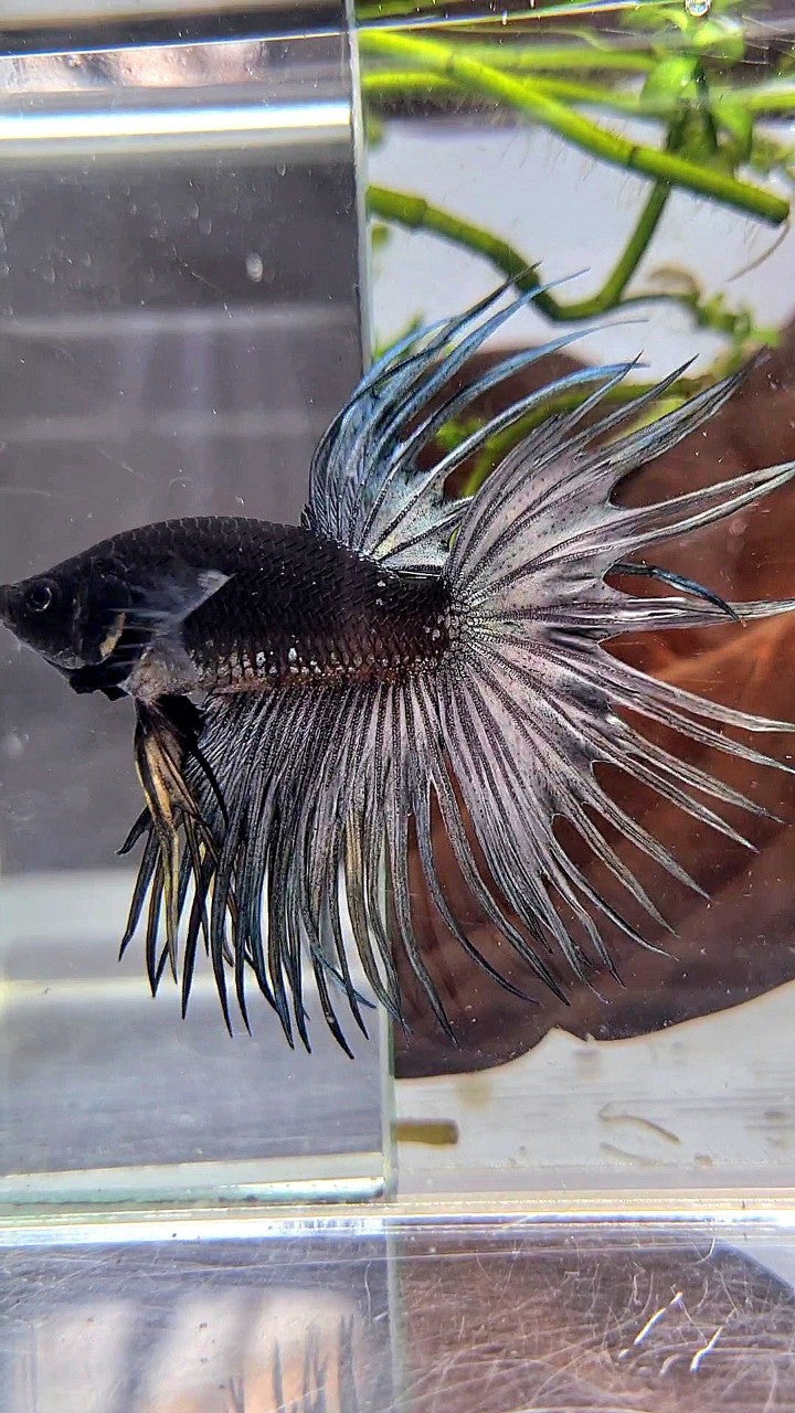 LUXURY CROWNTAIL AVATAR BLACK GALAXY COPPER YELLOW WASH BETTA FISH