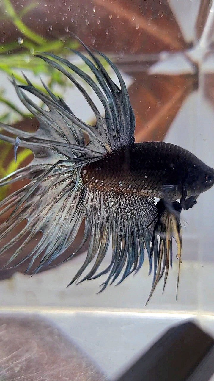 LUXURY CROWNTAIL AVATAR BLACK GALAXY COPPER YELLOW WASH BETTA FISH