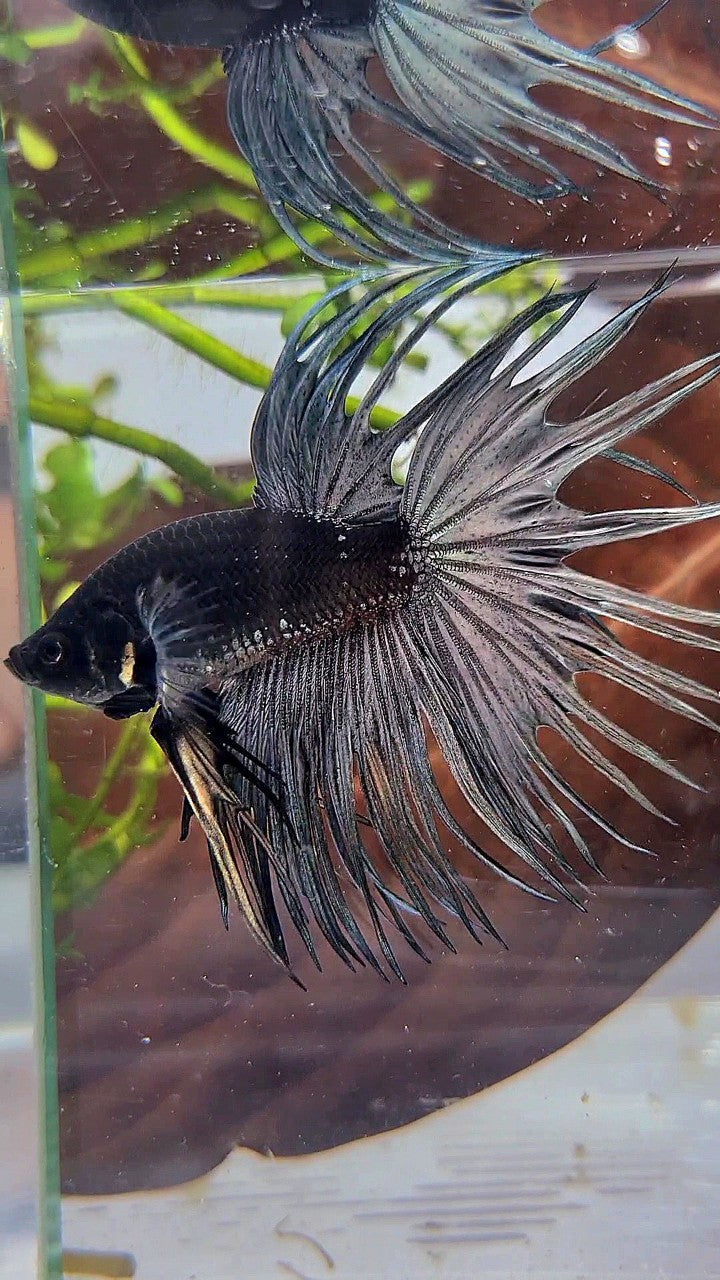 LUXURY CROWNTAIL AVATAR BLACK GALAXY COPPER YELLOW WASH BETTA FISH