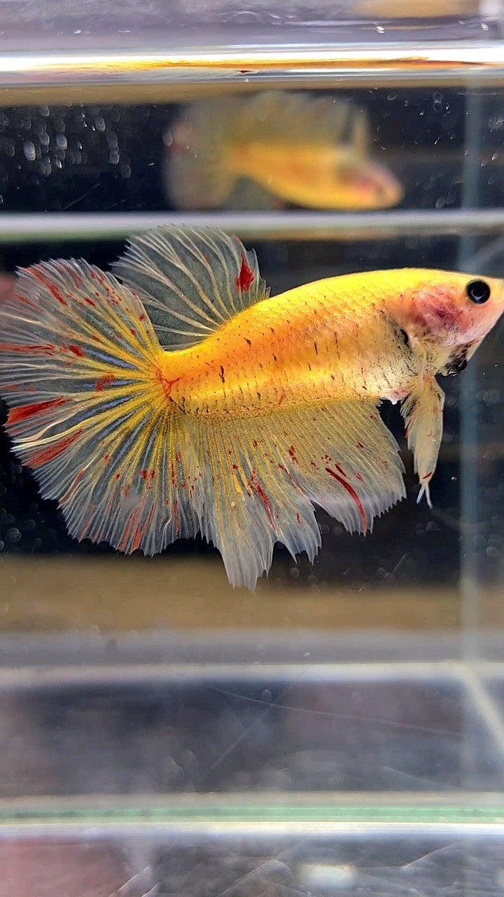 LUXURY XL FEMALE HALFMOON OVERTAIL ROSETAIL YELLOW VANDA BETTA FISH