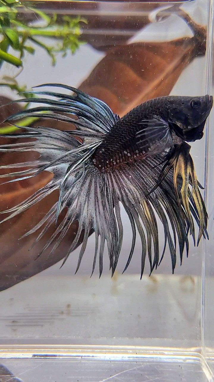 LUXURY CROWNTAIL AVATAR BLACK GALAXY COPPER YELLOW WASH BETTA FISH