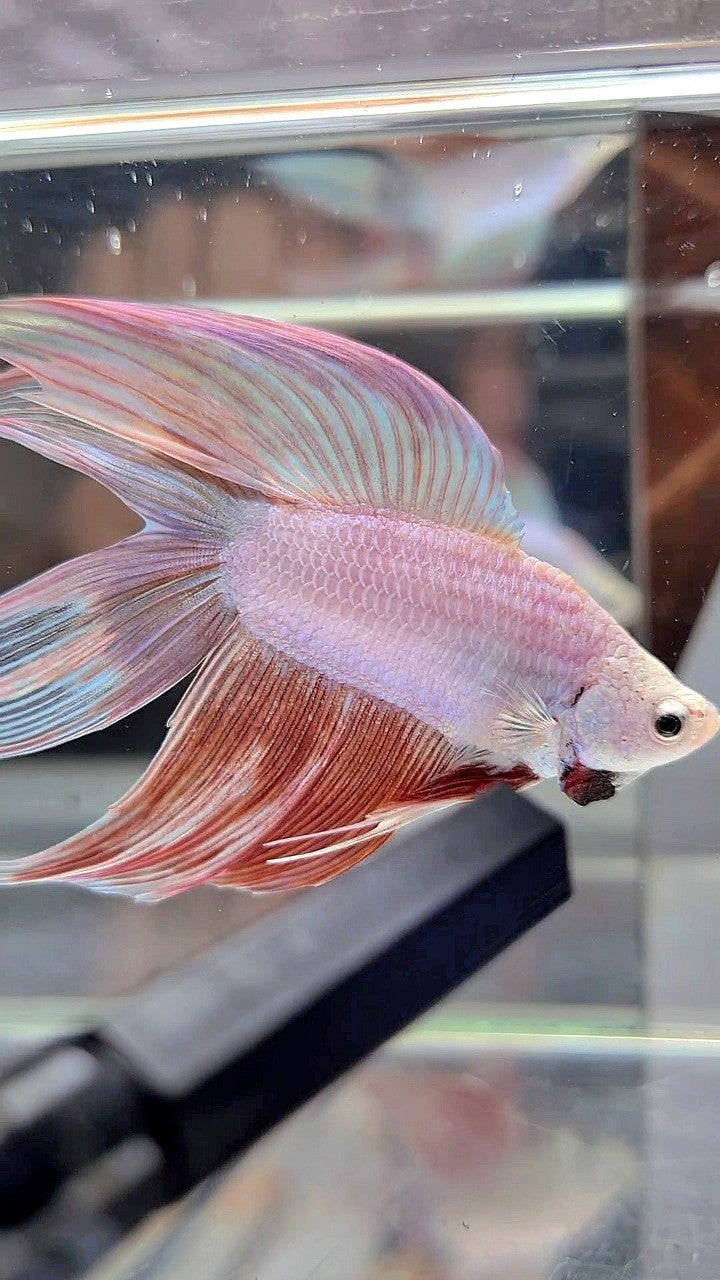 XL VEILTAIL DOUBLE TAIL PEACH BETTA FISH