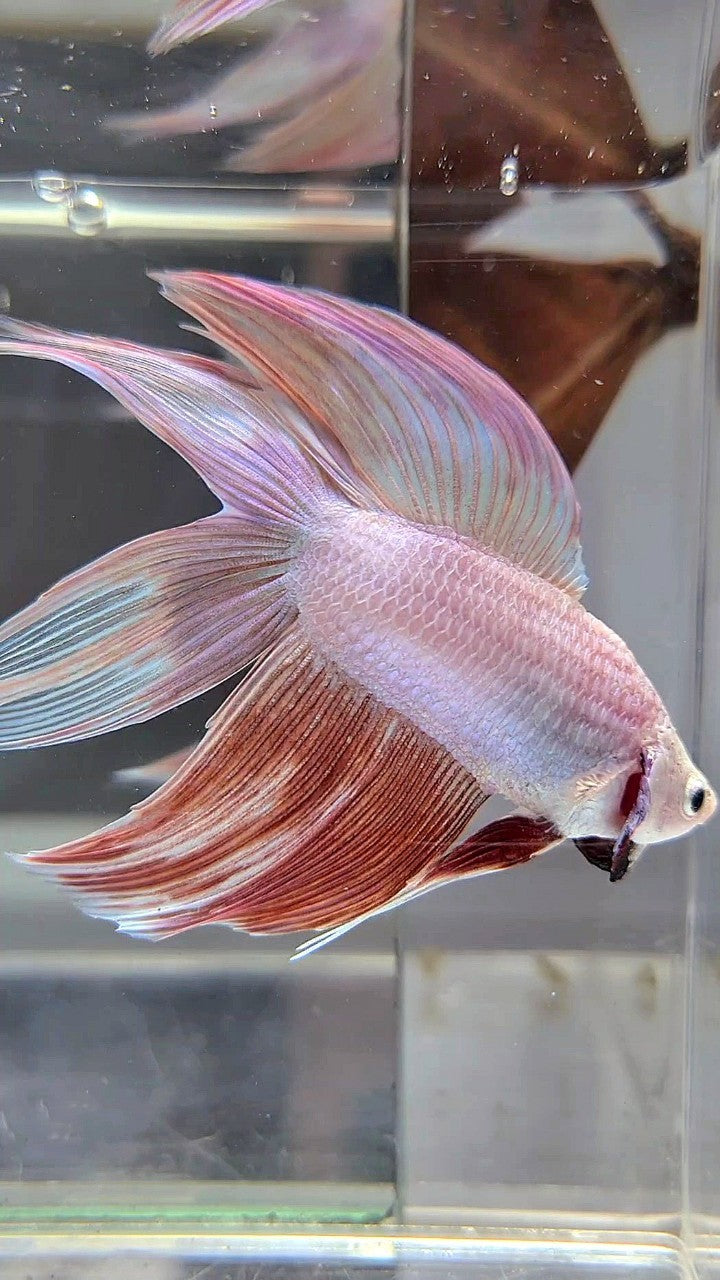 XL VEILTAIL DOUBLE TAIL PEACH BETTA FISH