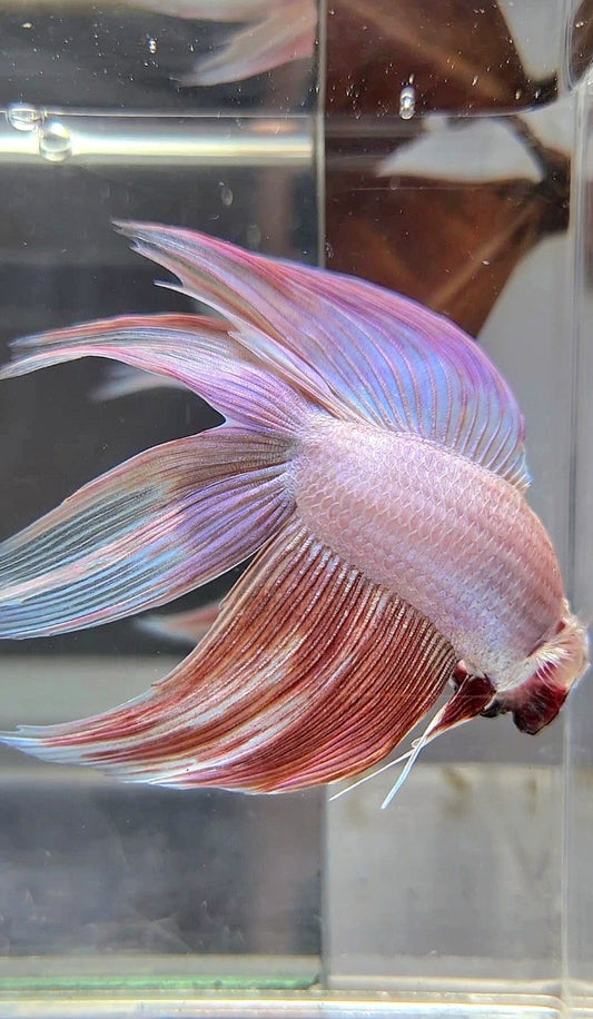 XL VEILTAIL DOUBLE TAIL PEACH BETTA FISH