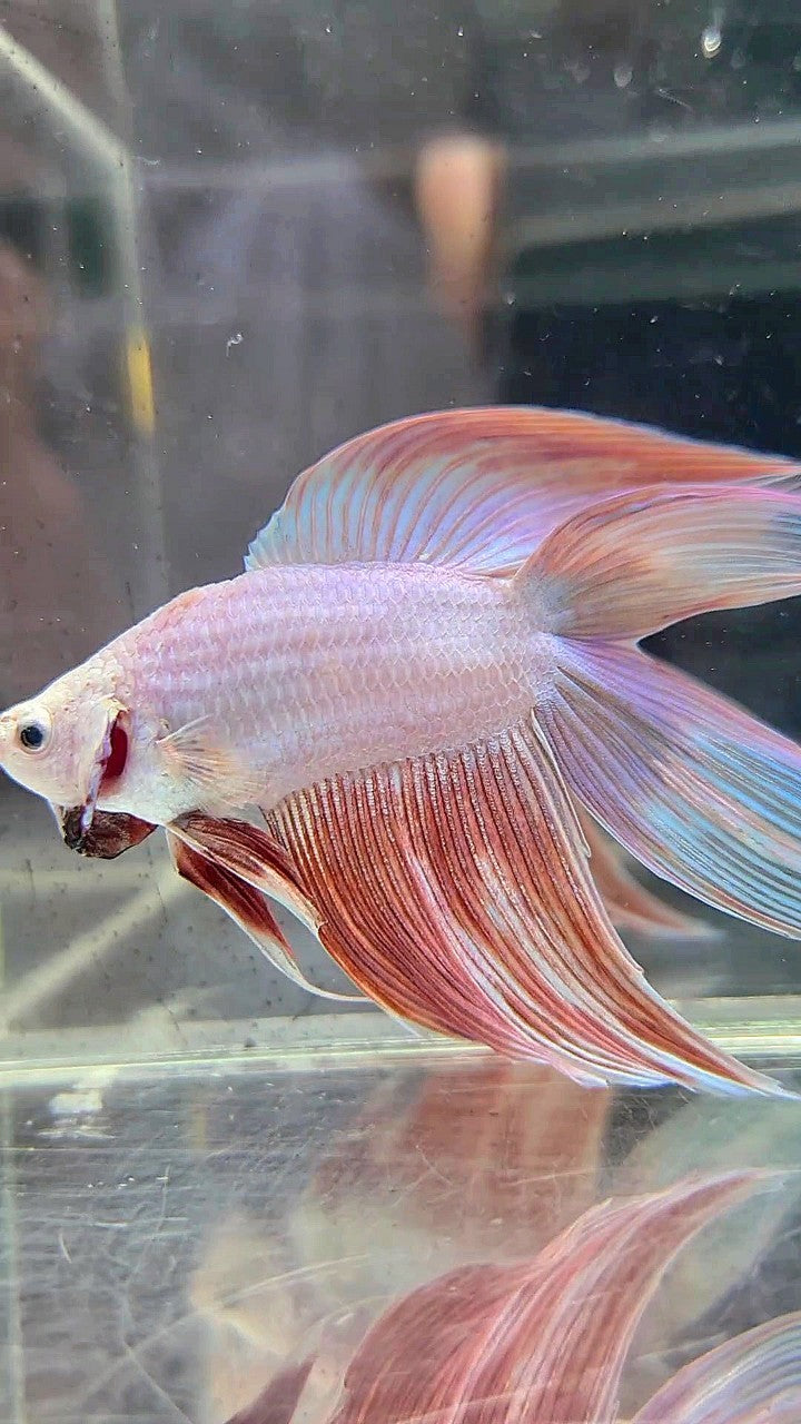 XL VEILTAIL DOUBLE TAIL PEACH BETTA FISH