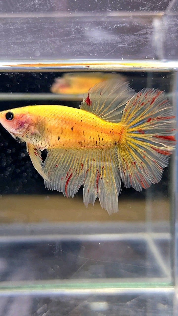 LUXURY XL FEMALE HALFMOON OVERTAIL ROSETAIL YELLOW VANDA BETTA FISH