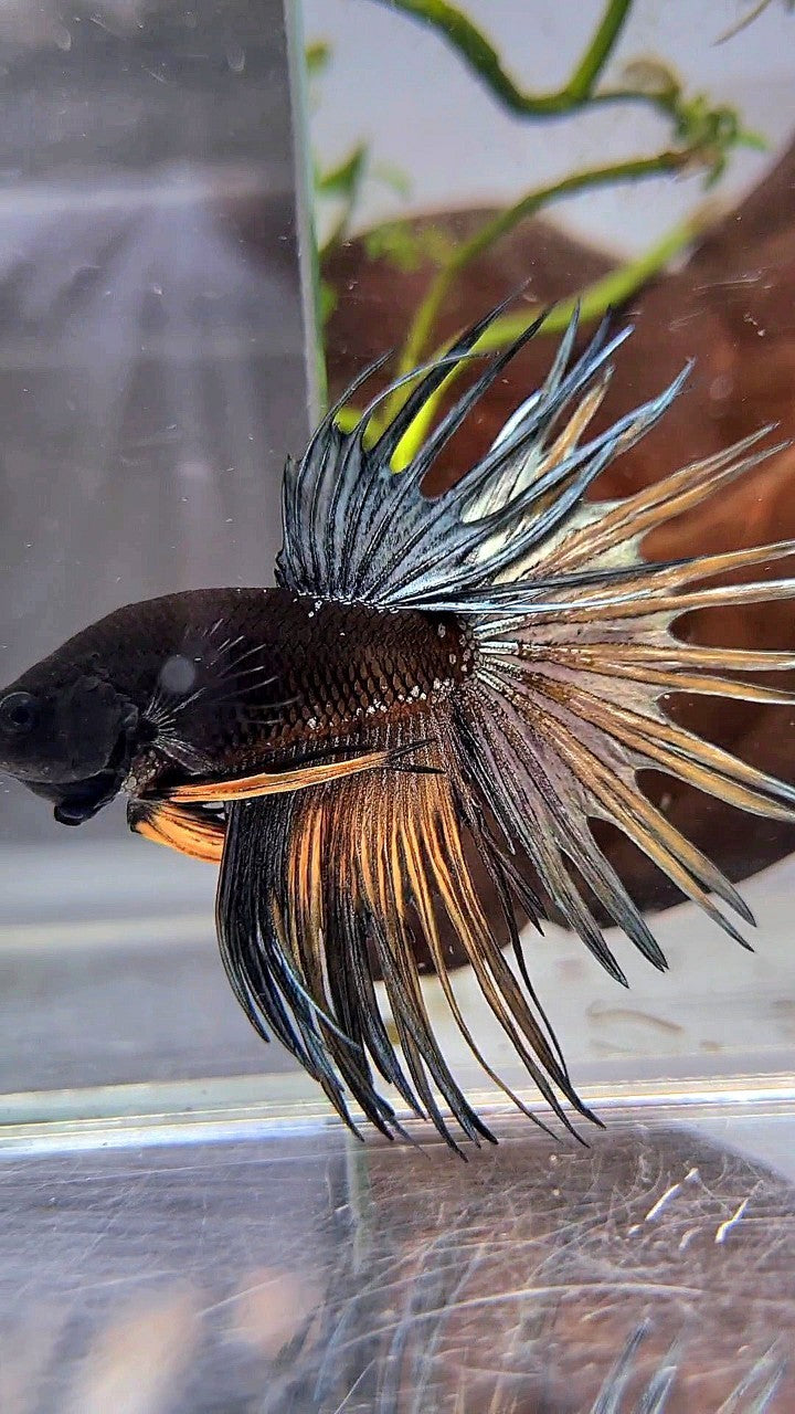 LUXURY CROWNTAIL AVATAR BLACK GALAXY COPPER YELLOW BETTA FISH