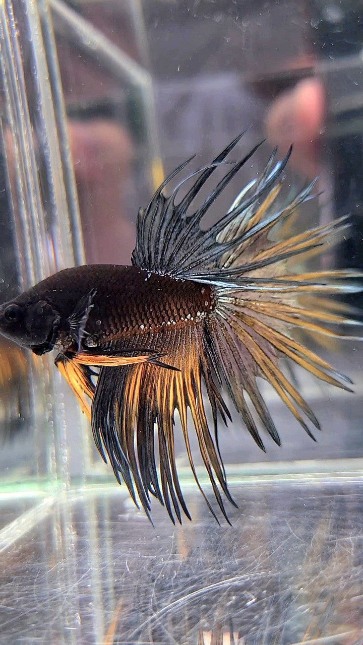 LUXURY CROWNTAIL AVATAR BLACK GALAXY COPPER YELLOW BETTA FISH