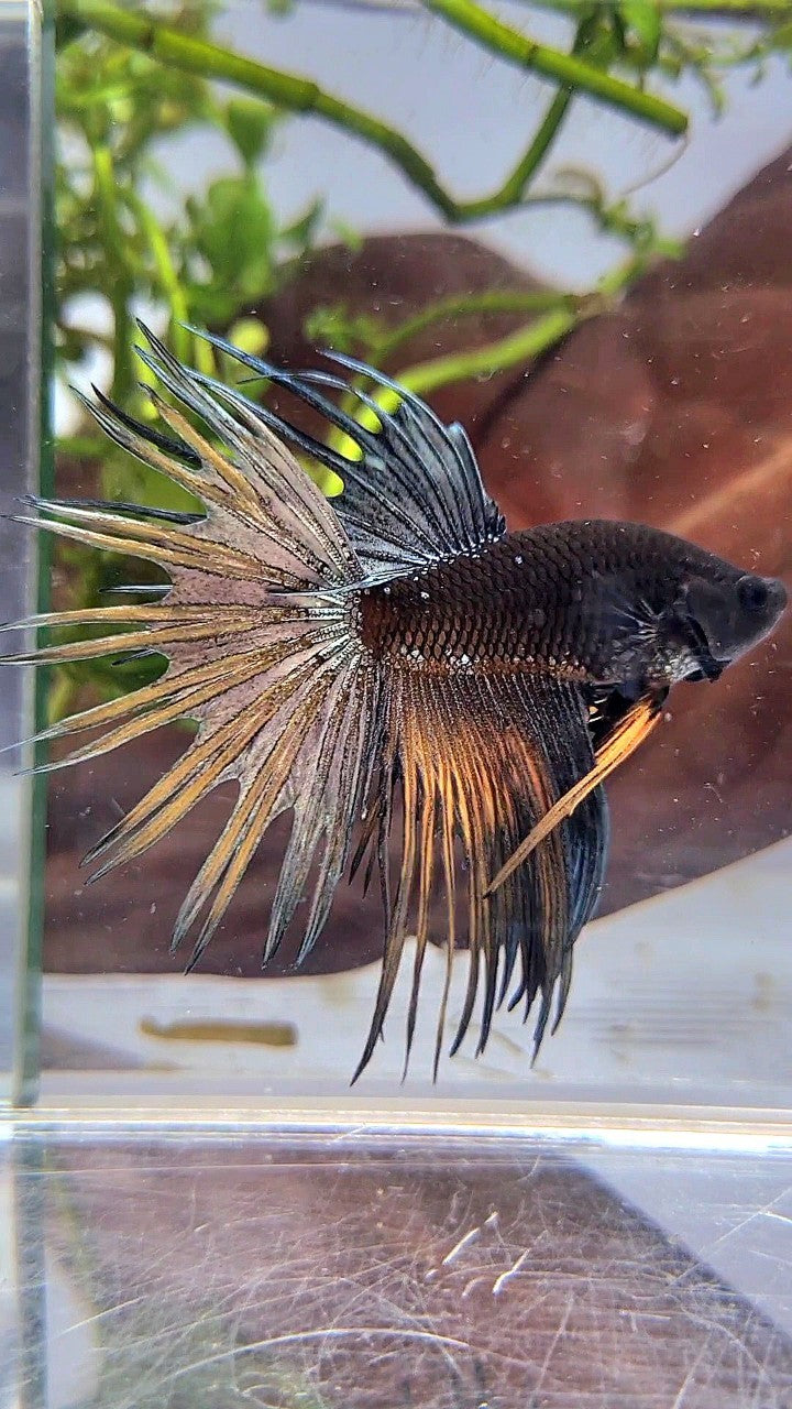 LUXURY CROWNTAIL AVATAR BLACK GALAXY COPPER YELLOW BETTA FISH