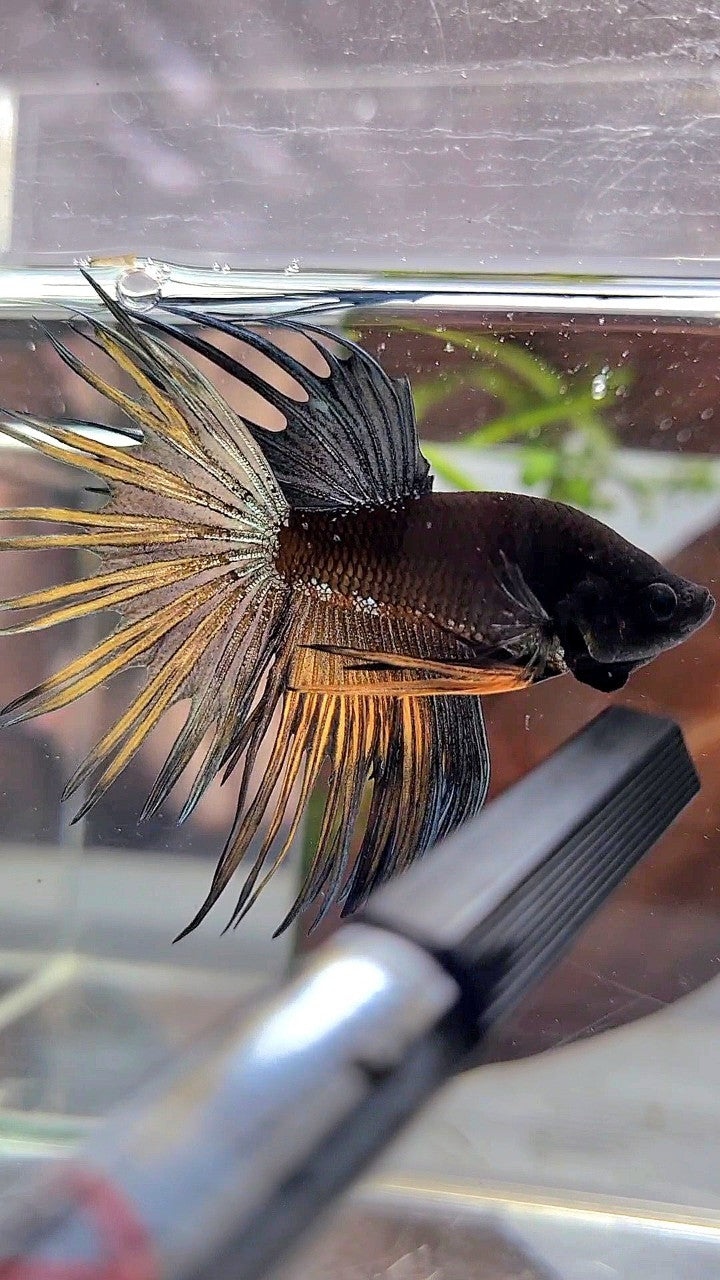 LUXURY CROWNTAIL AVATAR BLACK GALAXY COPPER YELLOW BETTA FISH