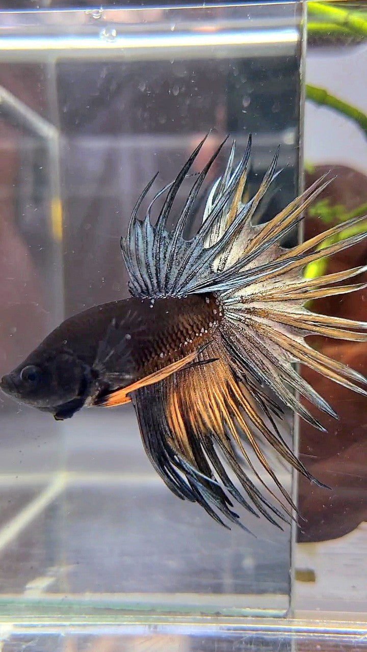 LUXURY CROWNTAIL AVATAR BLACK GALAXY COPPER YELLOW BETTA FISH