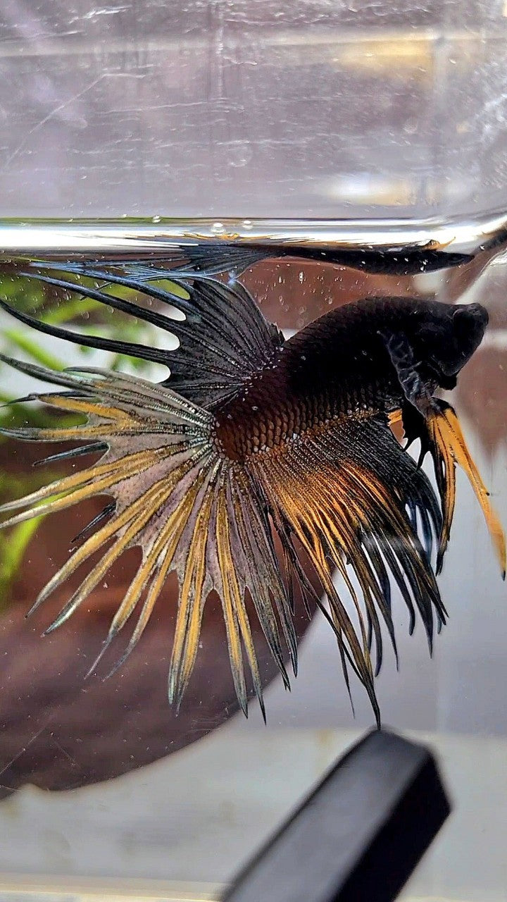 LUXURY CROWNTAIL AVATAR BLACK GALAXY COPPER YELLOW BETTA FISH