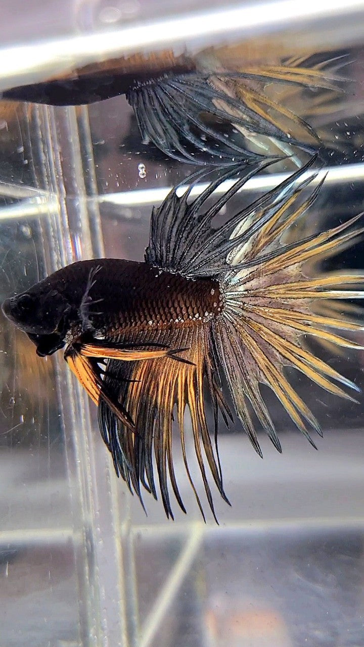 LUXURY CROWNTAIL AVATAR BLACK GALAXY COPPER YELLOW BETTA FISH