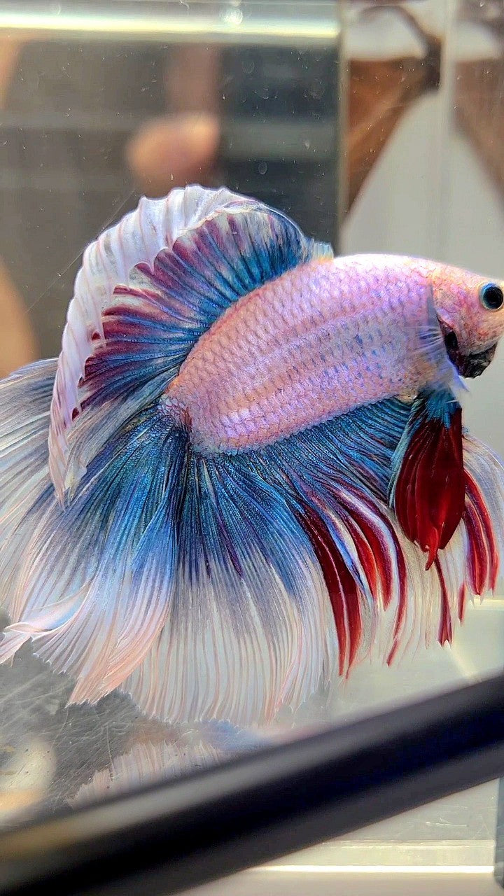 XL HALFMOON DOUBLE TAIL ROSETAIL MASCOT WAROCHAI BETTA FISH