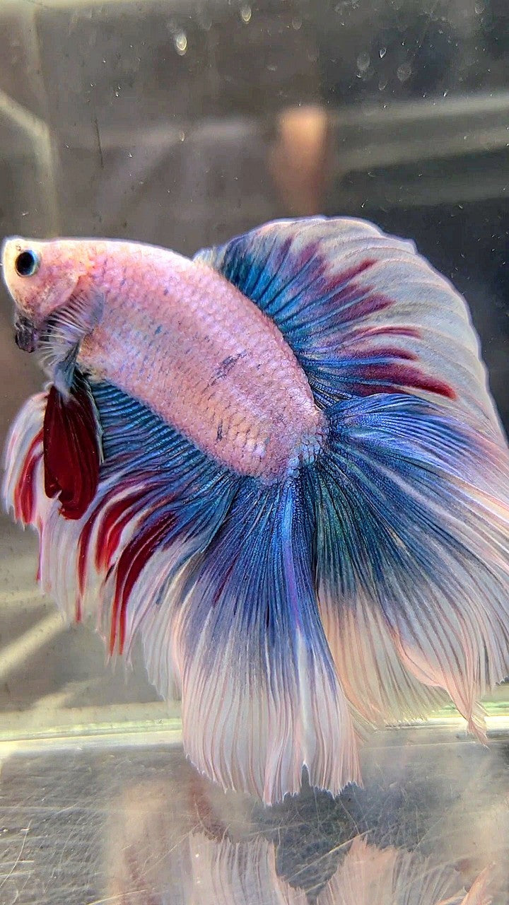 XL HALFMOON DOUBLE TAIL ROSETAIL MASCOT WAROCHAI BETTA FISH