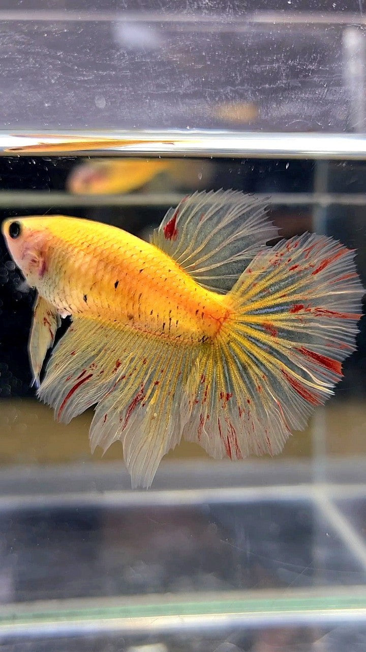 LUXURY XL FEMALE HALFMOON OVERTAIL ROSETAIL YELLOW VANDA BETTA FISH