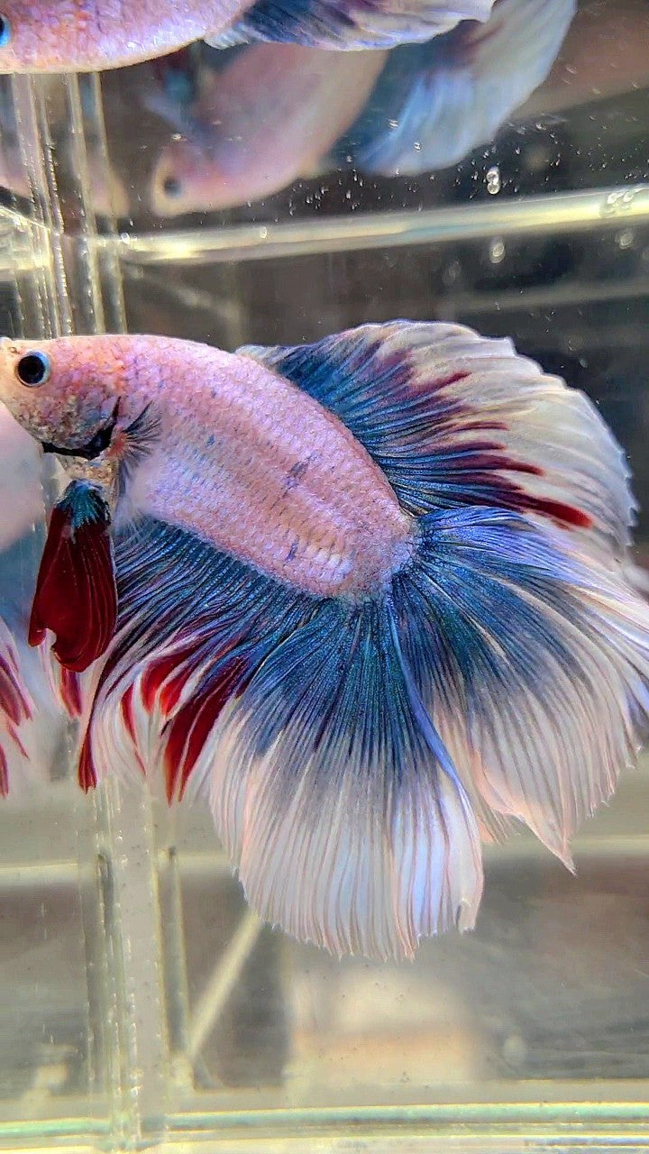 XL HALFMOON DOUBLE TAIL ROSETAIL MASCOT WAROCHAI BETTA FISH